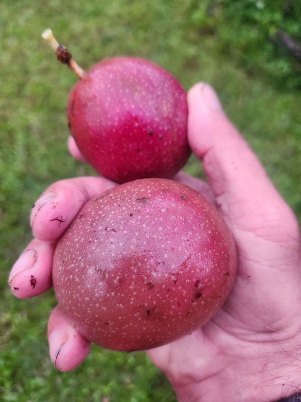 Hand holding ripe lilikoʻi