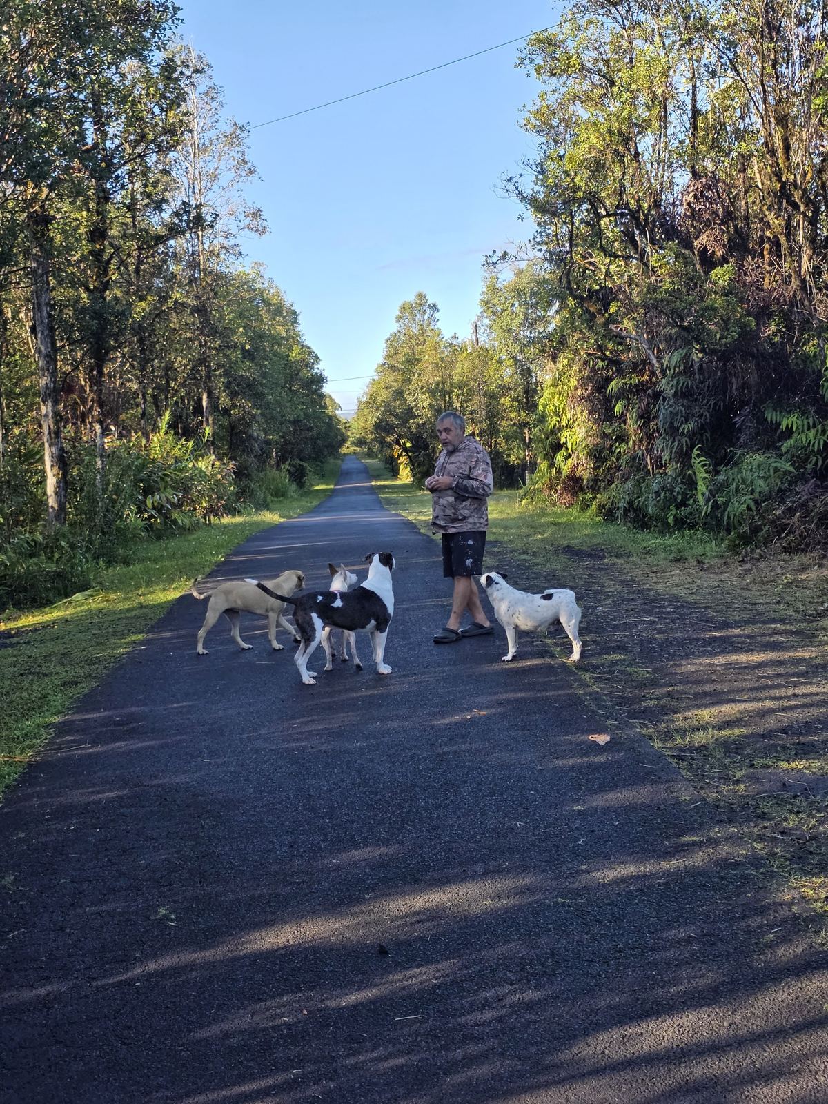 Jessie walking three dogs on the jungle road