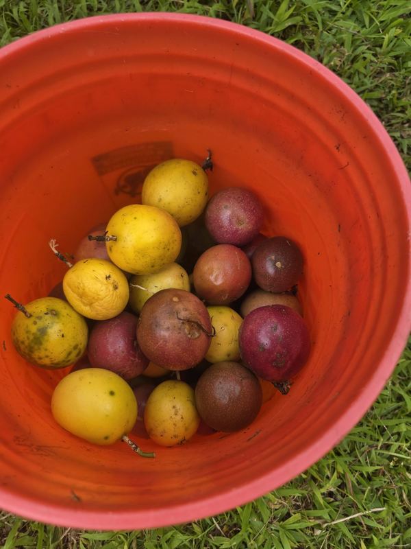Bucket of lilikoʻi harvest