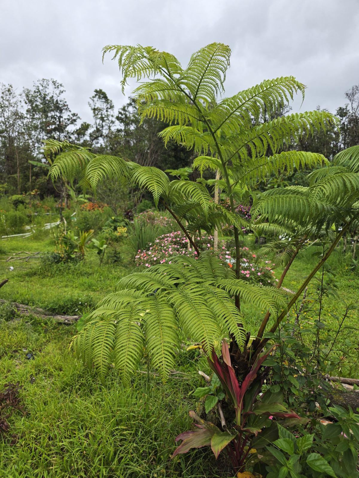 Tree fern in the rainforest downhill from Kīlauea