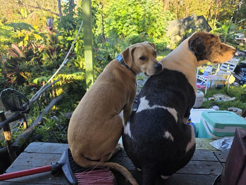 Two dogs on the deck looking into the garden
