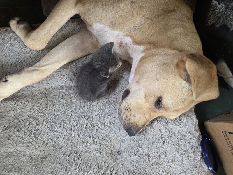 Dog gently with a tiny kitten