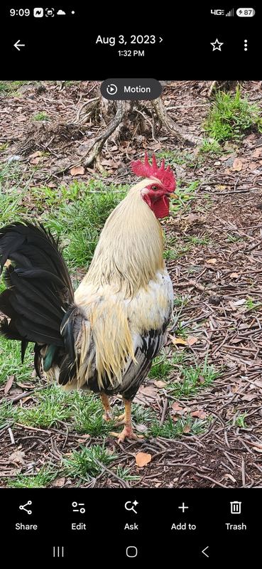 Rooster on a dirt path