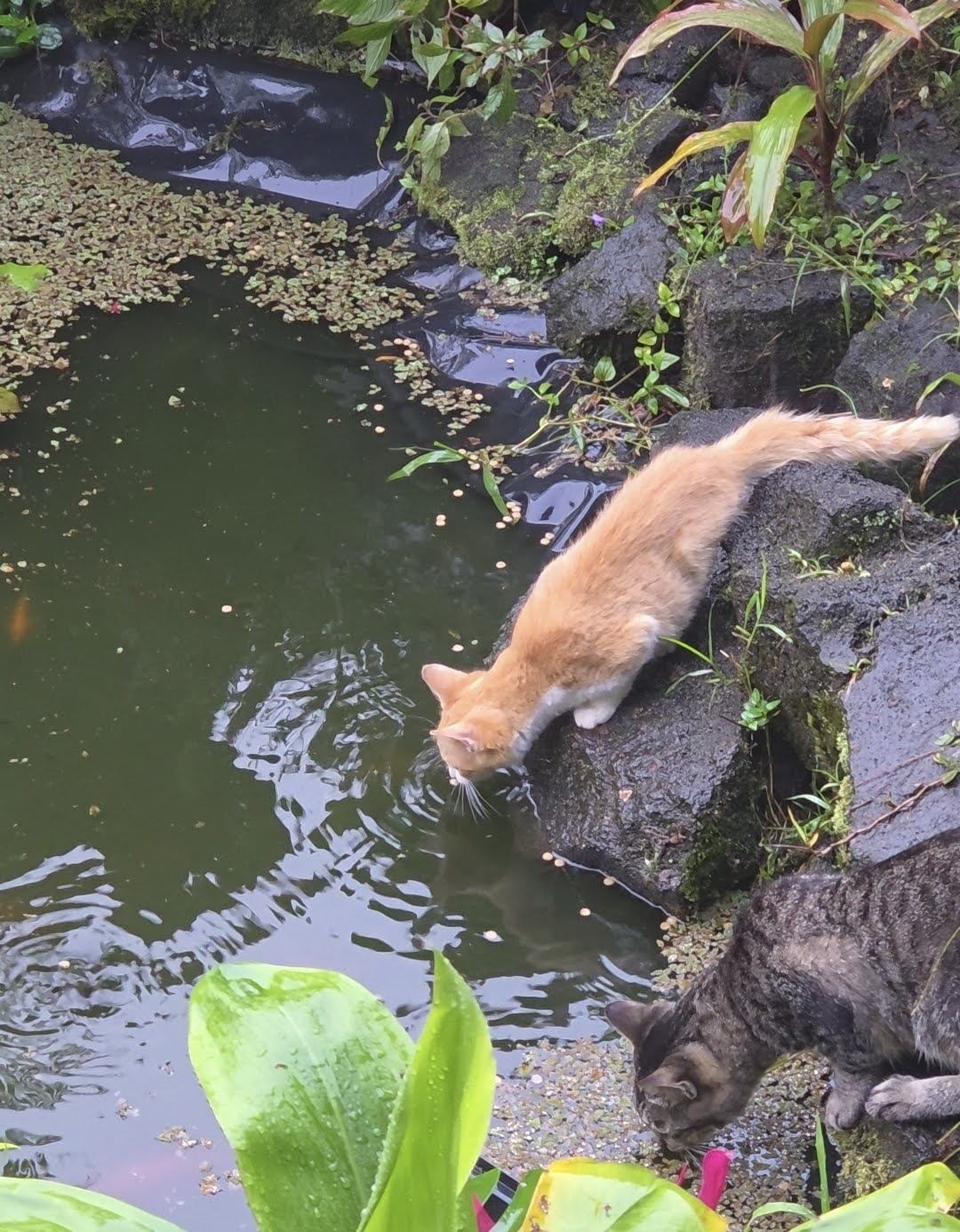 Cats drinking at the pond edge