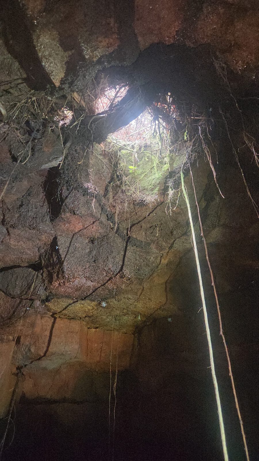 ʻŌhiʻa roots through a skylight in the volcanic tube roof