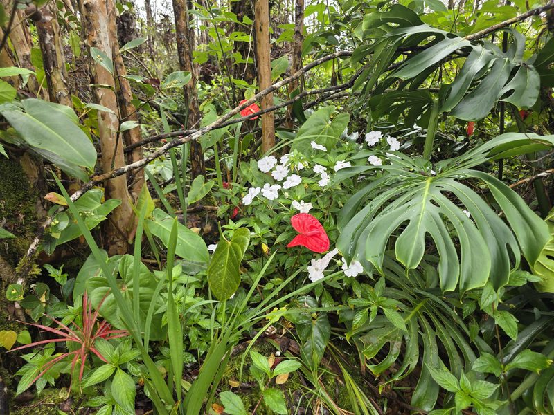 Red anthurium, white impatiens and monstera at FlashTown